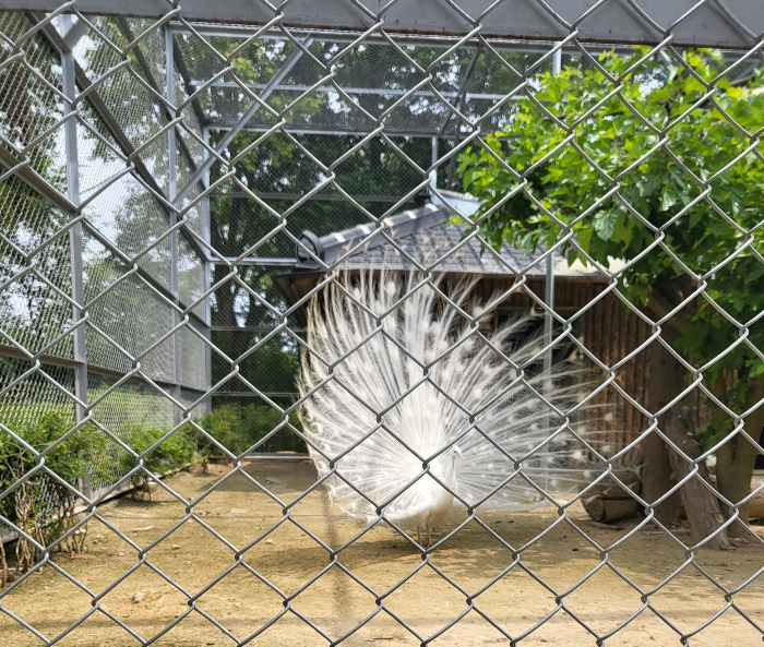 전주동물원 공작새가 날개를 활짝 펴고 있는 모습