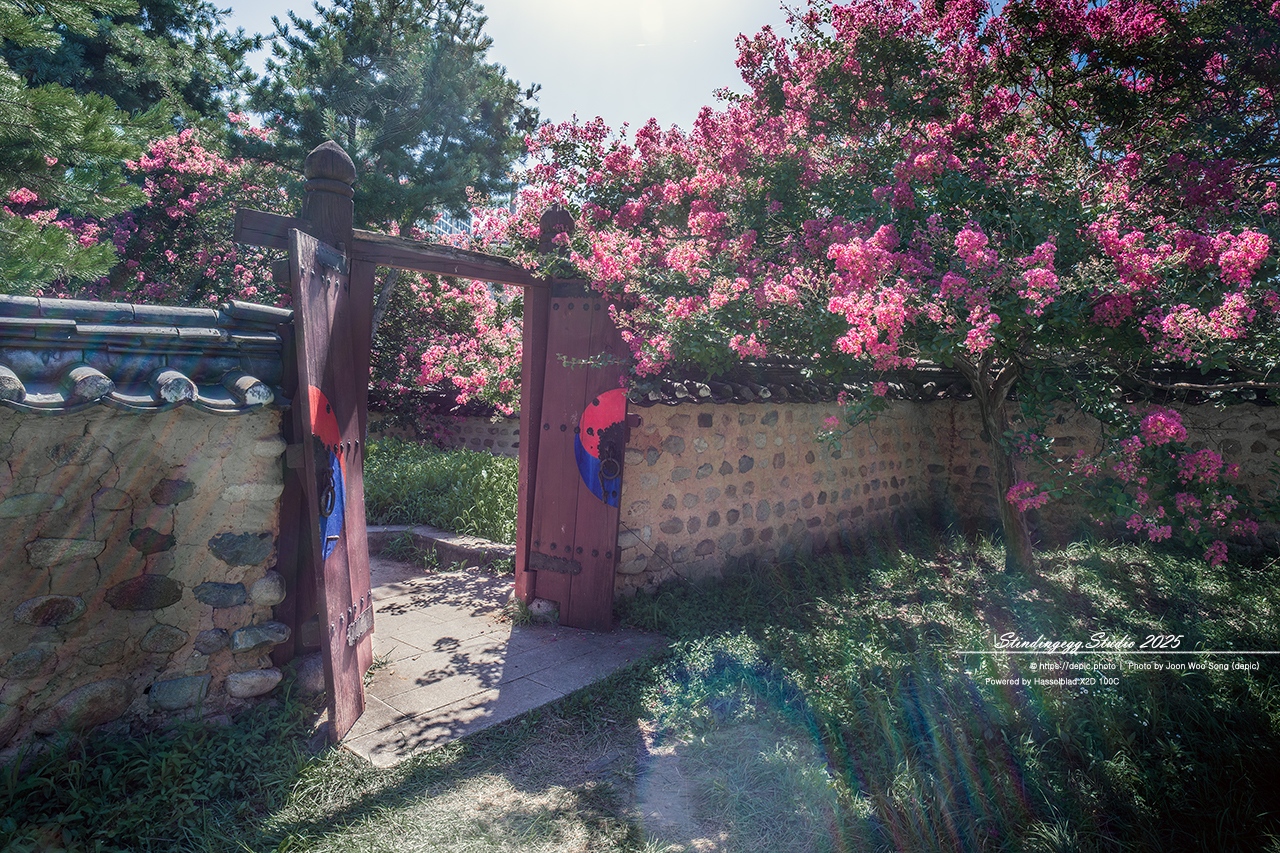 #대구 #신숭겸장군유적 #배롱 #꽃