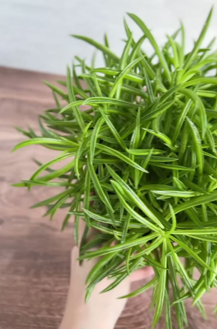 페페로미아 페레라이