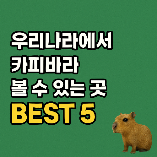 우리나라에서 카피바라 볼 수 있는 곳 BEST 5