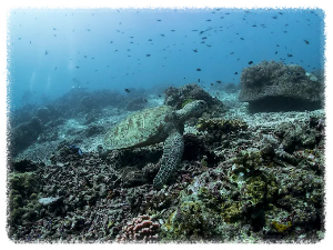 발리카삭 해양보호구역