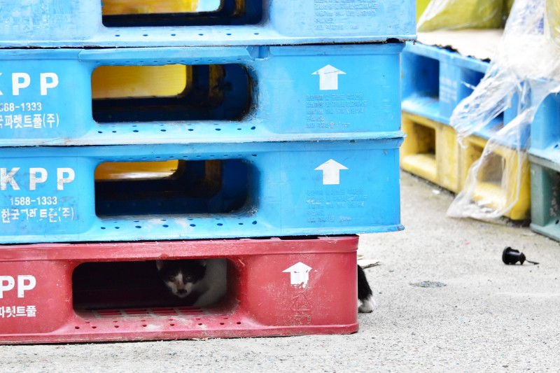 해운대 반여3동 삼어마을 고양이