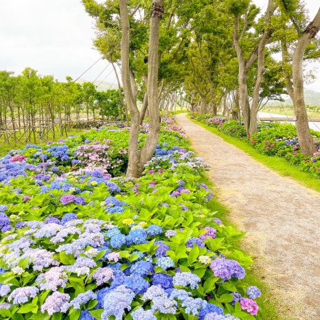 도초도 수국축제