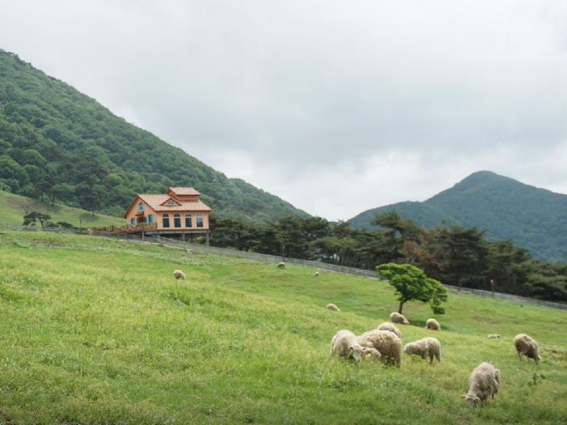 무등산양떼목장