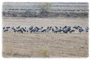 천수만철새도래지