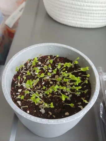 청상추 재배 모종 선택 잎 수확 습도 관리_12