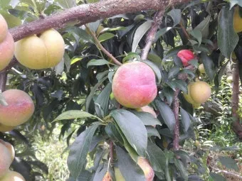 자두 재배 결과지 관리 칼슘 시비 낙과 예방_7