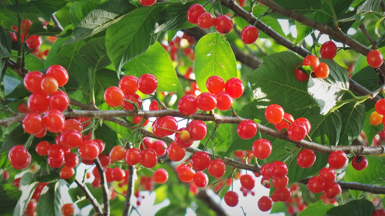 앵두가 전하는 계절의 기운