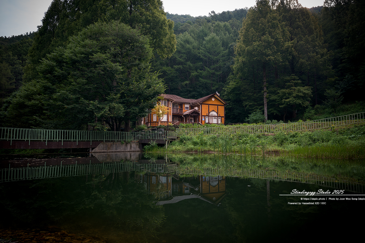 #논산 #벌곡 #온빛자연휴양림 #온빛 #연못 #꽃 #메타쉐콰이어