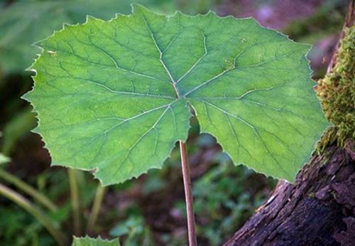 머위효능부작용