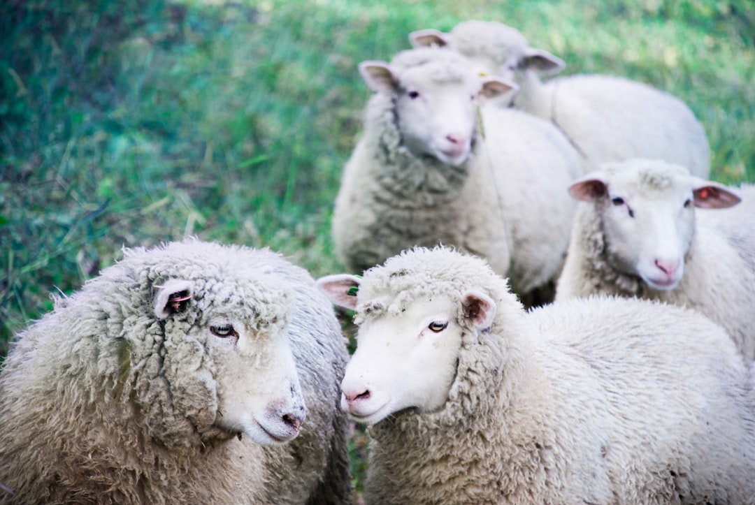 Livestock
