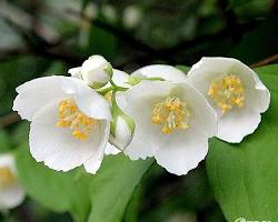 고광나무 이미지 사진