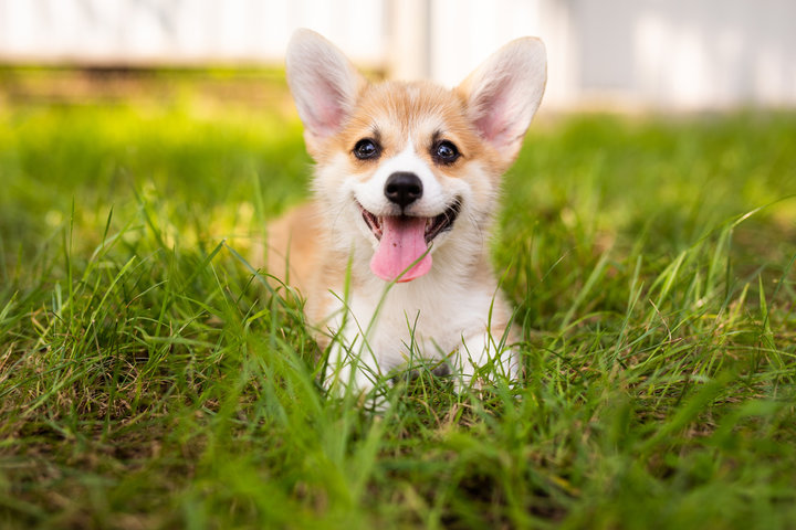 주의해야 할 강아지 알레르기 증상