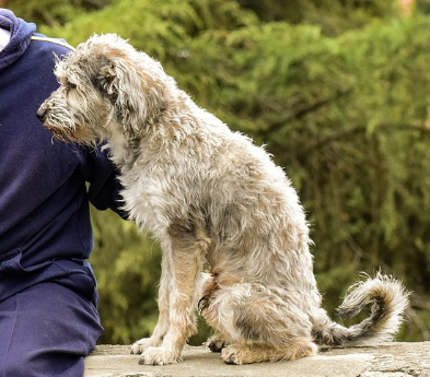 노령견이 사람 옆에 앉아 있는 이미지