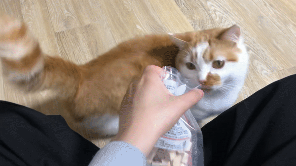 고양이가좋아하는