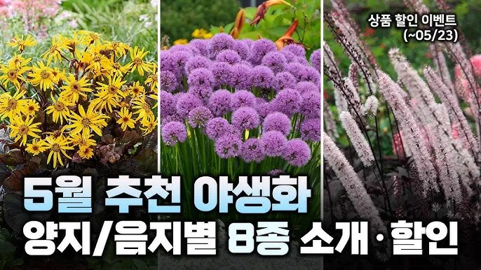 5월의 야생화 백화등 소리쟁이 낮달맞이꽃 알프스민들레_3