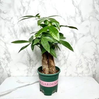 파키라 키우기 분갈이 뿌리관리 물주기간격 쉬운 관리법_10