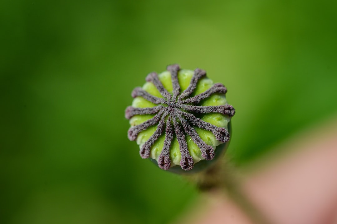 Seed