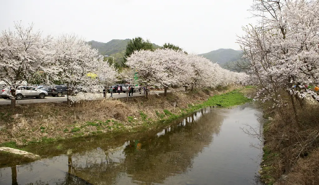광주 팔당물안개공원 벚꽃