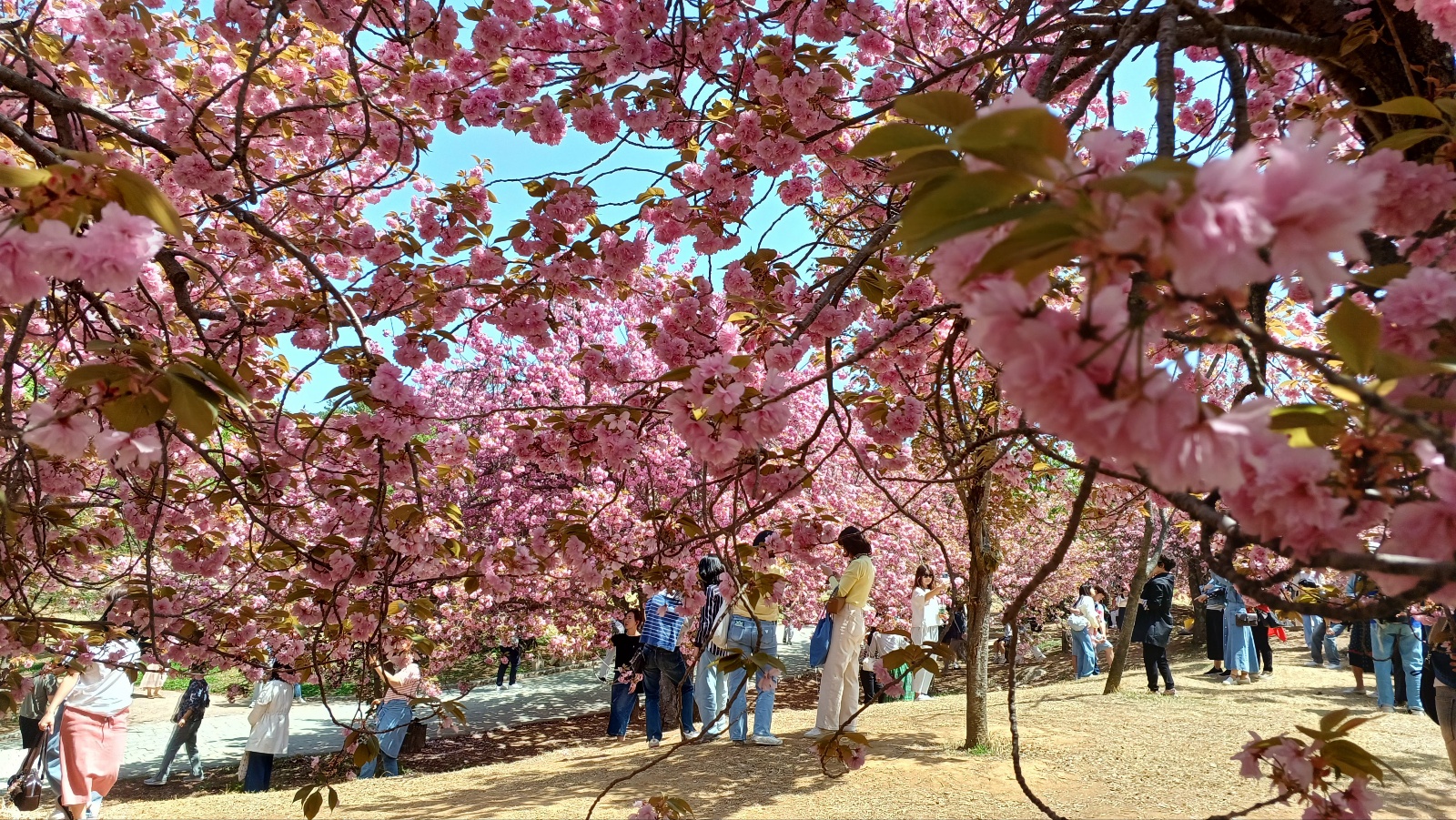 불국사 겹벚꽃7