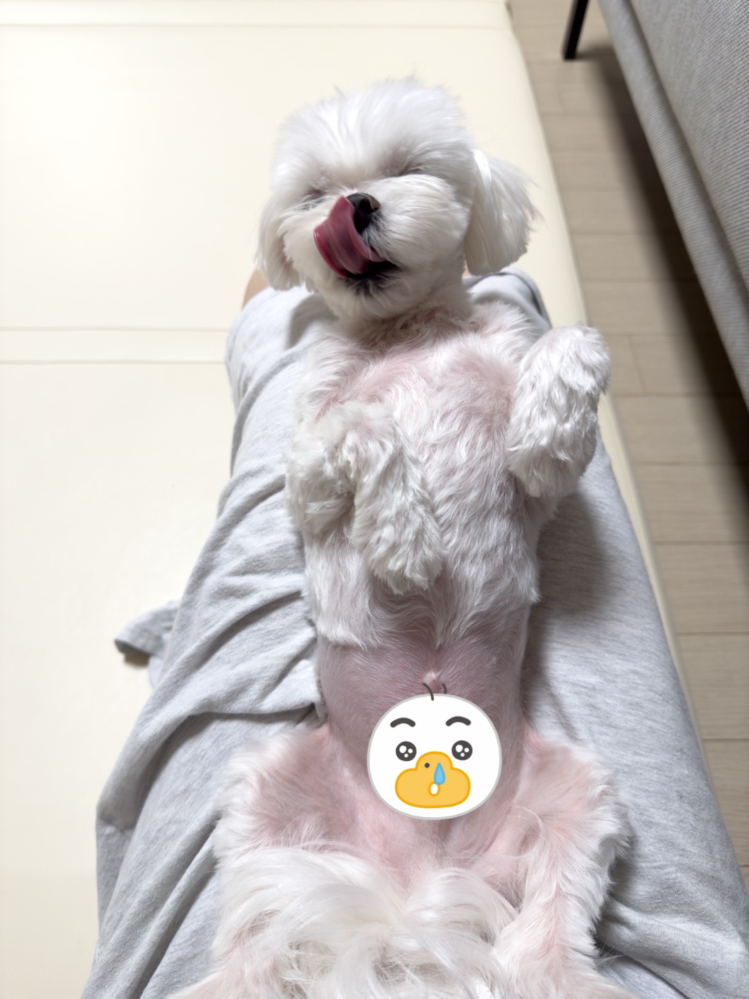 이름이-콩-인-말티즈-강아지의-피부가-많이-호전된-사진