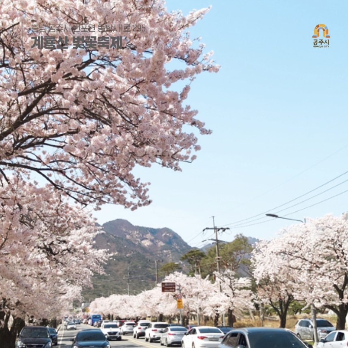 동학사 벚꽃 축제 일정