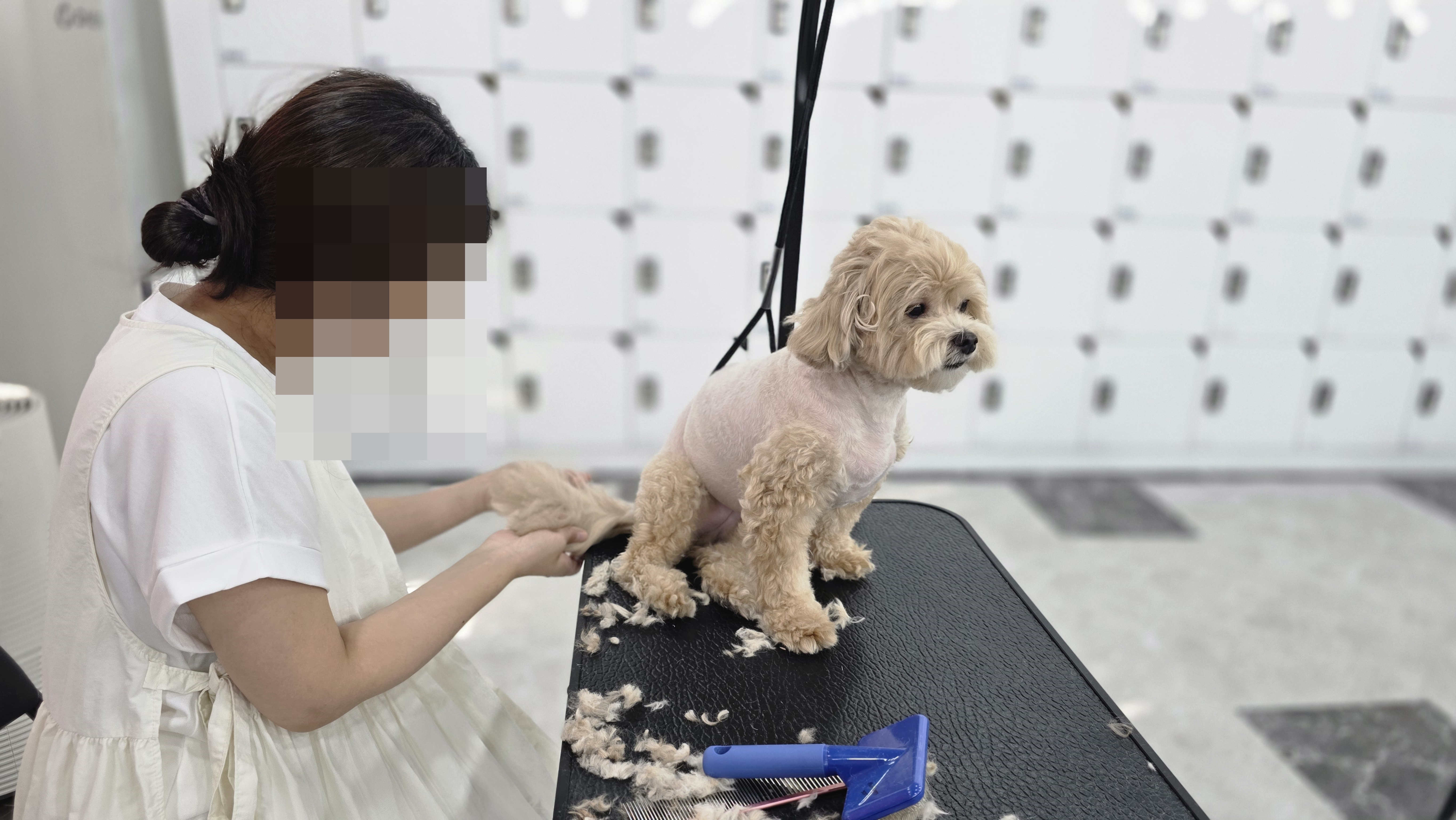 광주강아지미용학원