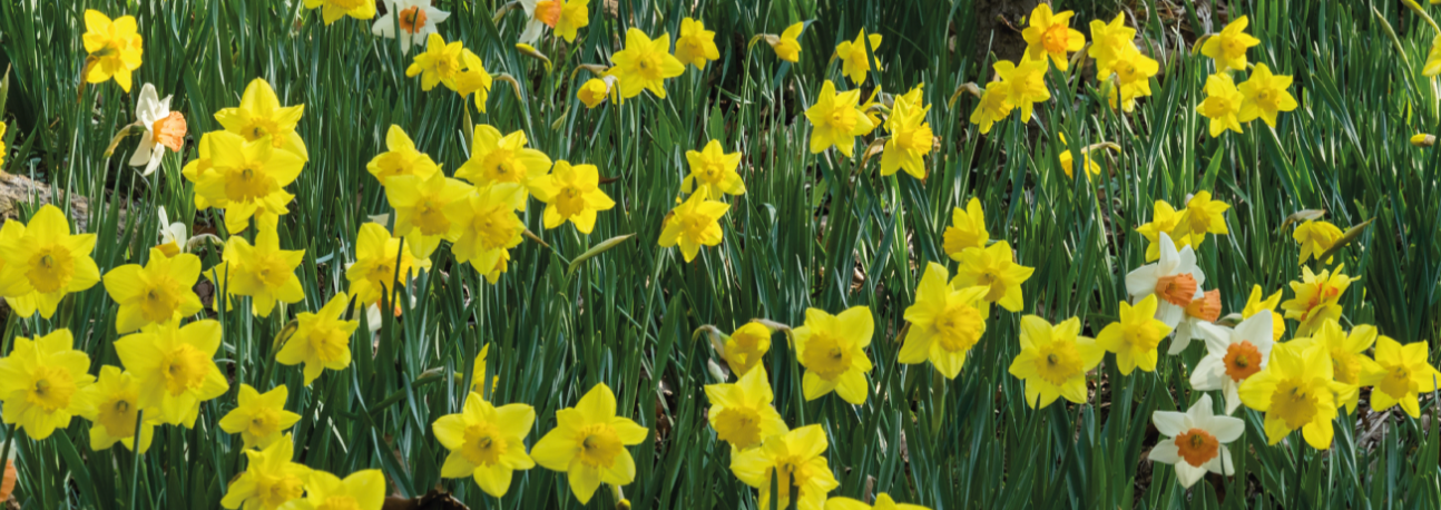 화담숲 벚꽃 축제 완벽 가이드: 예약, 주차, 모노레일 이용법, 포인트혜택까지