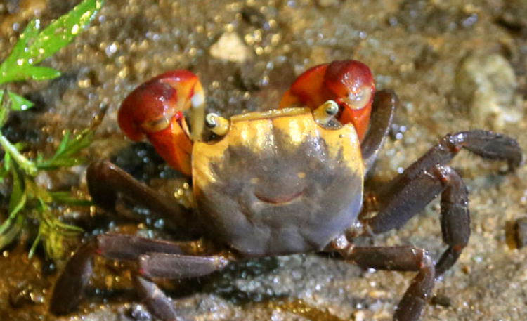 속초 테라크랩팜