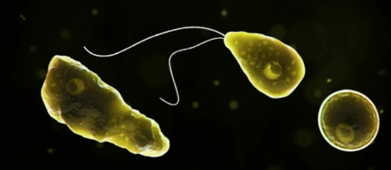 미국 뇌 먹는 아메바 네글레리아 파울러리