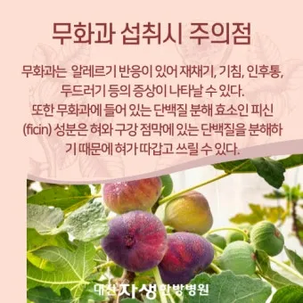 무화과 효능 칼로리 먹는 방법 수확시기 보관법_5