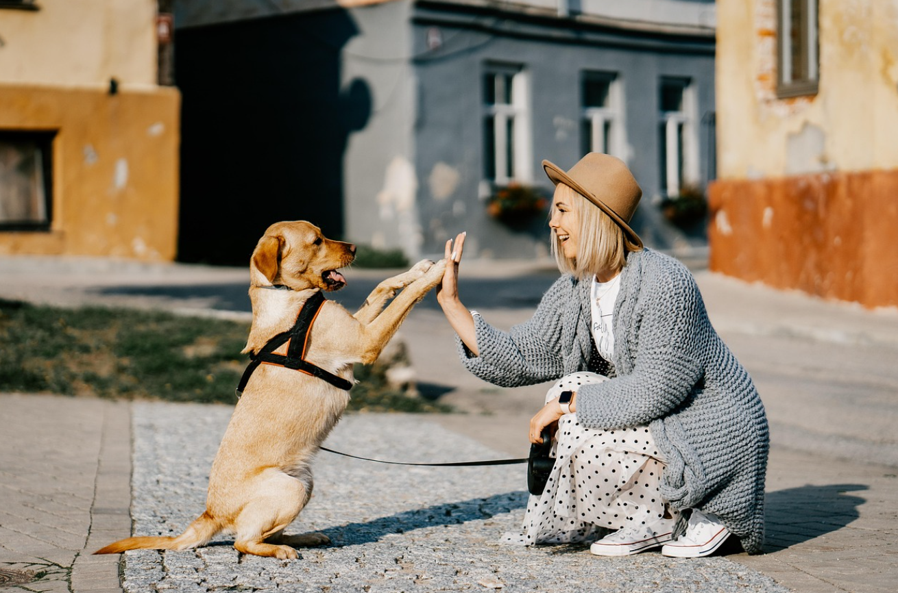 반려견 배변 후 뒷발차기: 배설물을 숨기는 게 아니라 '냄새'를 퍼뜨리는 전략
