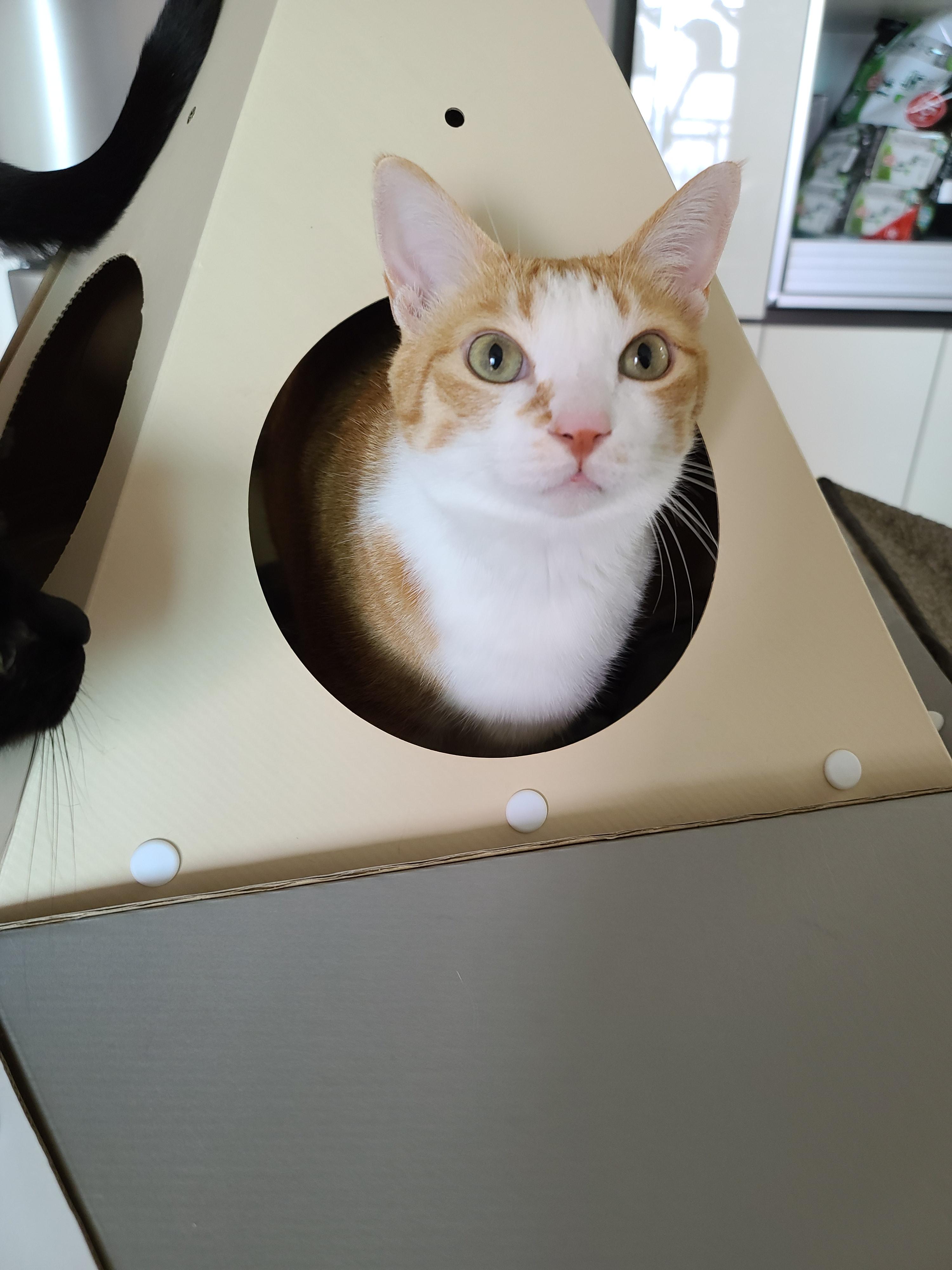 루프탑을 이용하고 싶었던 고양이 호야!(feat. 다다)