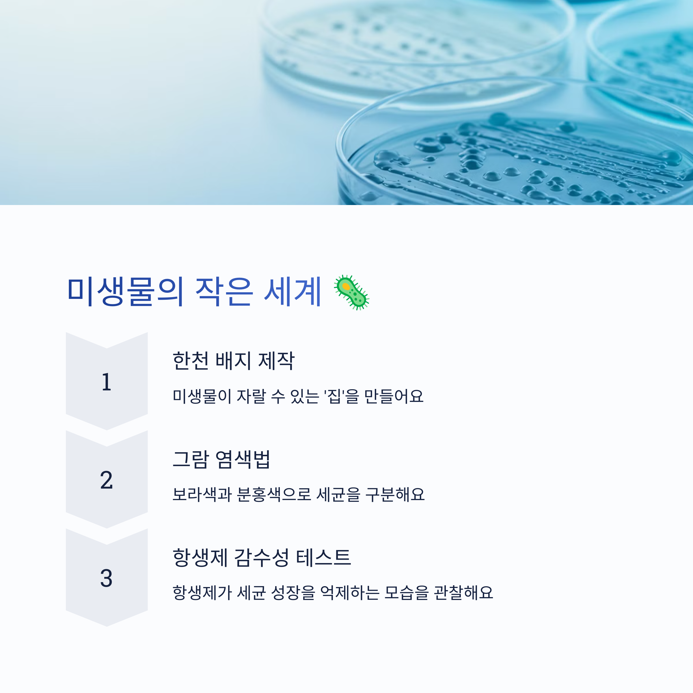 미생물 배양 및 관찰 실험