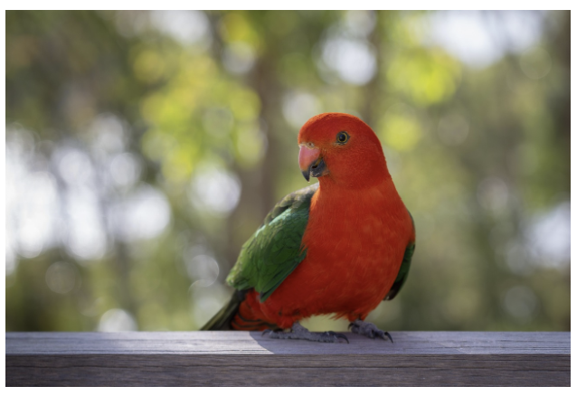 앵무새 &ndash; 말을 따라하는 지능형 새