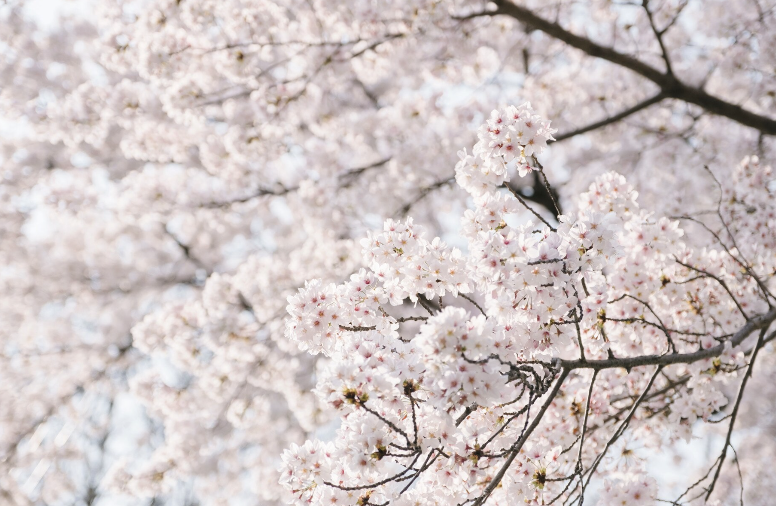 영등포 여의도 봄꽃축제 일정 장소 프로그램 주차 총정리