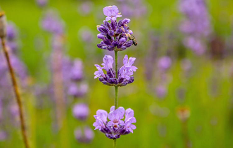 팜카밀레 허브농원