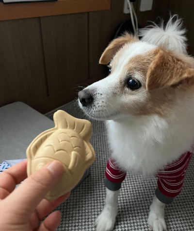 노령견의 스트레스 관리