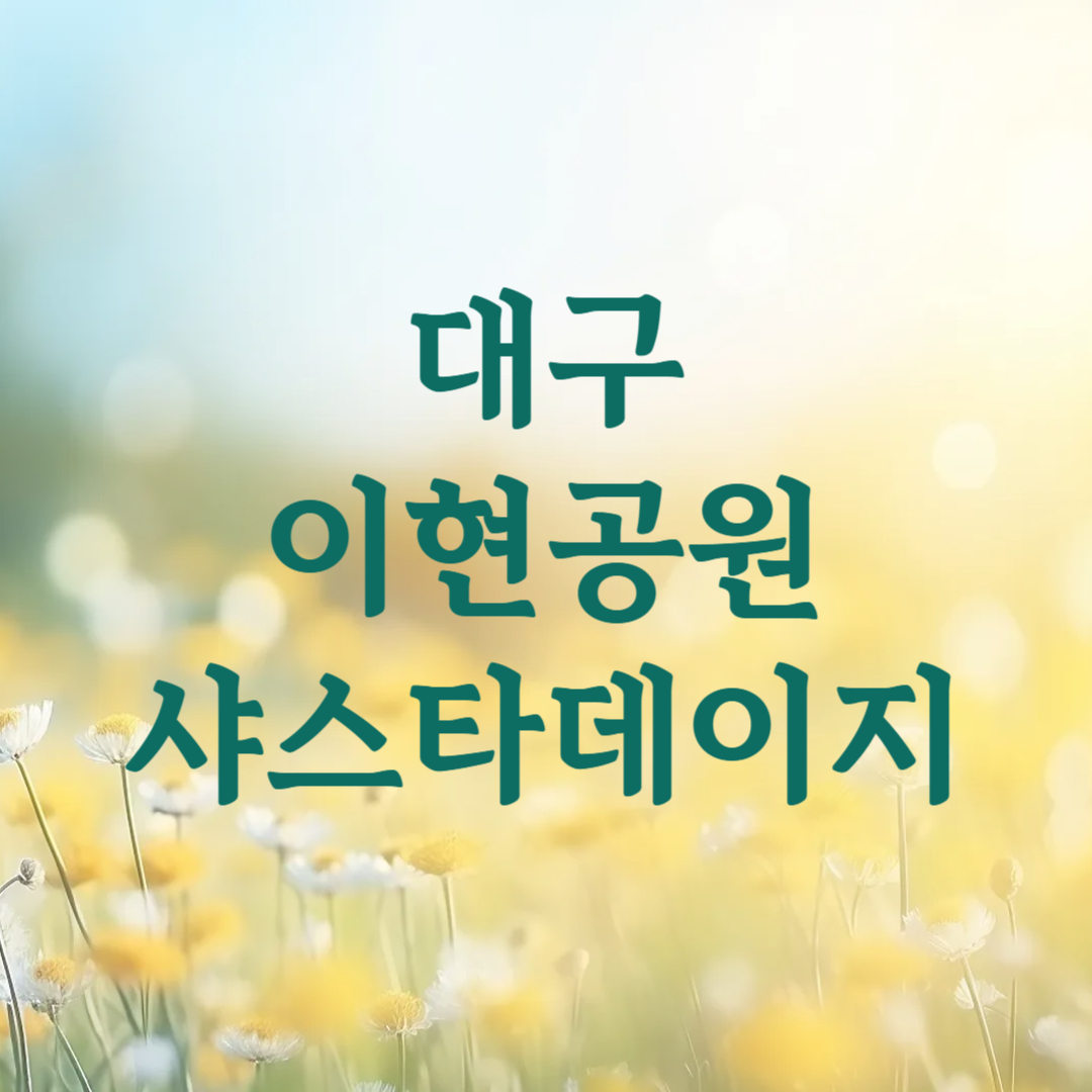대구 이현공원 샤스타데이지