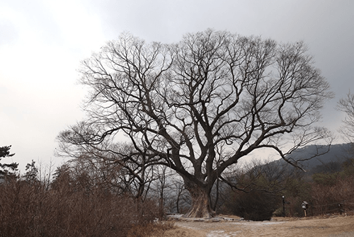 당산나무20