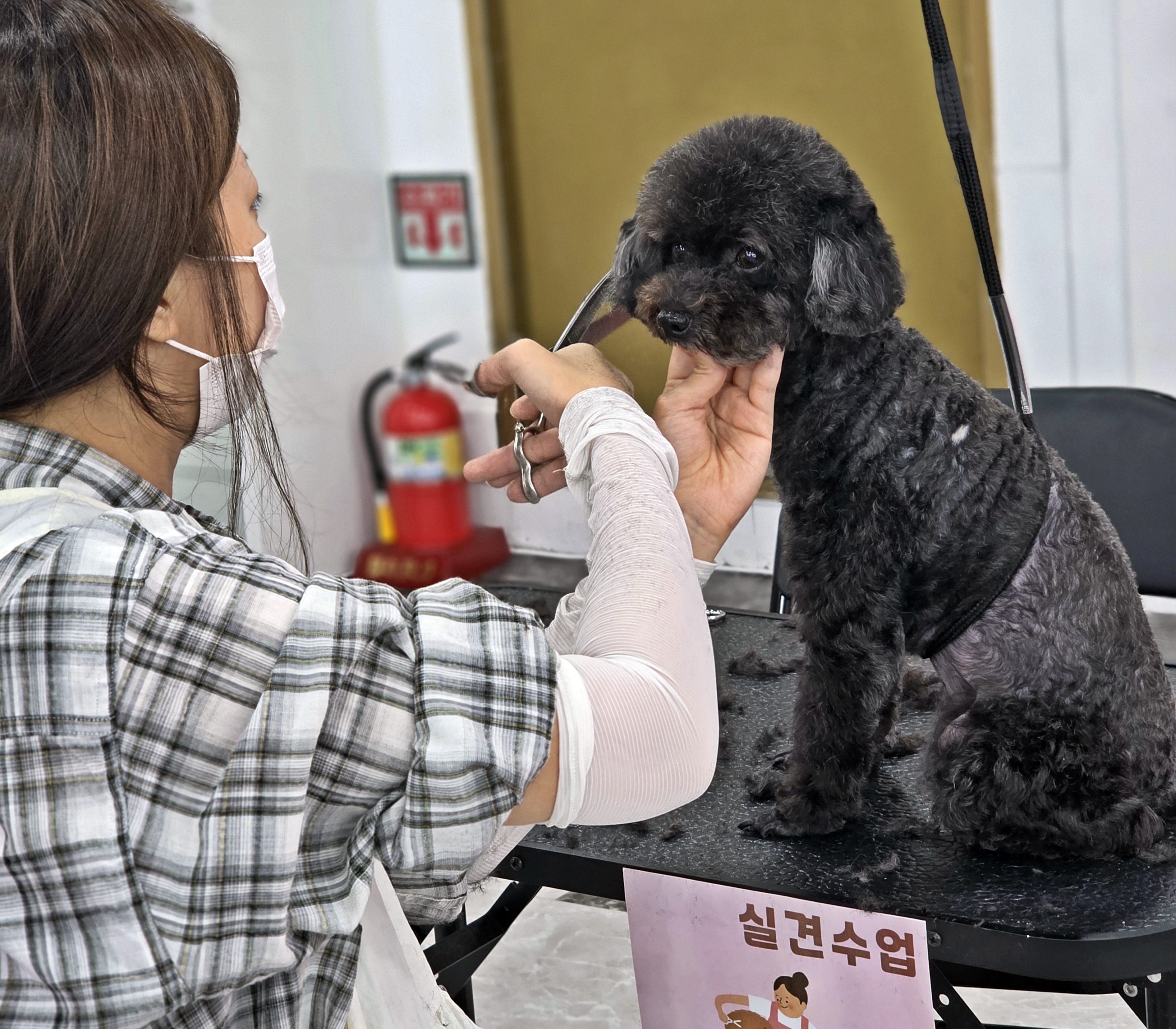 수완애견미용학원국비지원