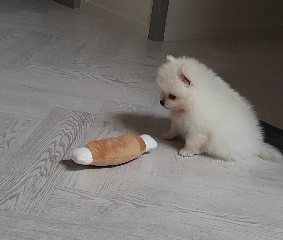 퍼피 하콩