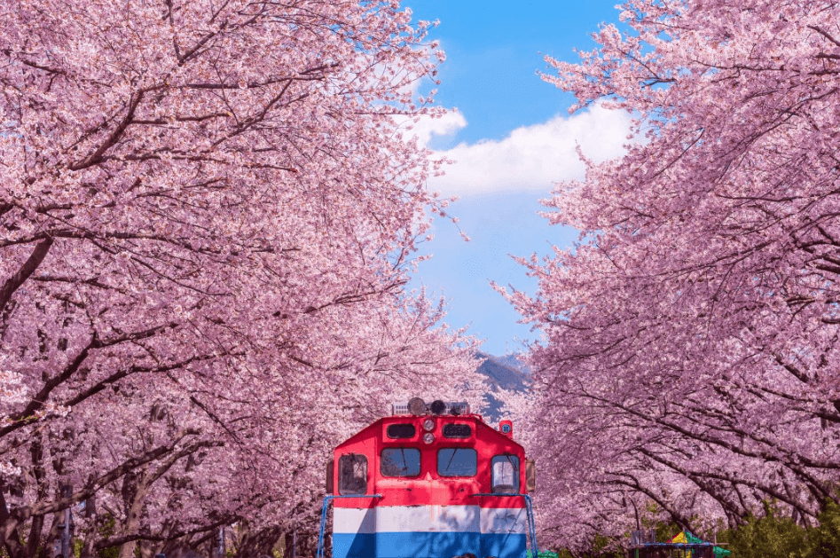 2025년 진해 군항제 벚꽃축제 관련사진