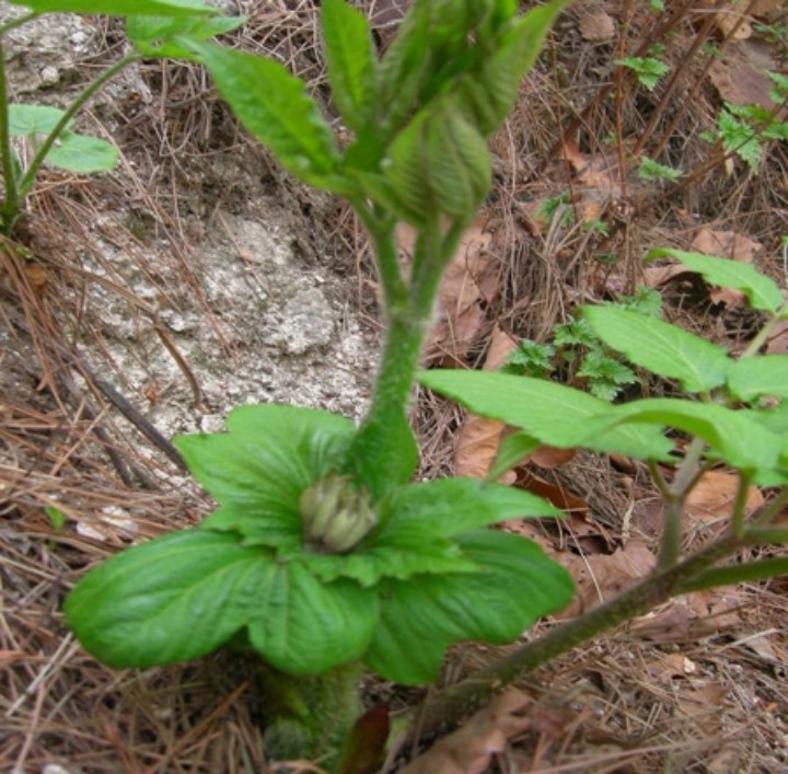 땅두릅-자라는-모습