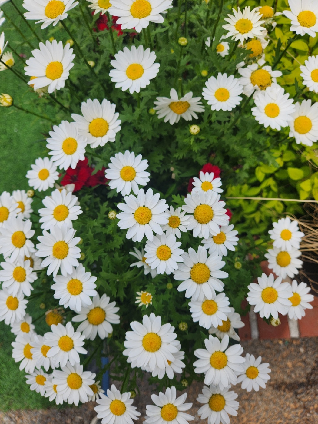 #평택 맛집&amp;#44; #평택조리고&amp;#44; #조리고본점&amp;#44; #평택코다리조림&amp;#44; #시래기코다리조림&amp;#44; #평택가족외식&amp;#44; #평택점심맛