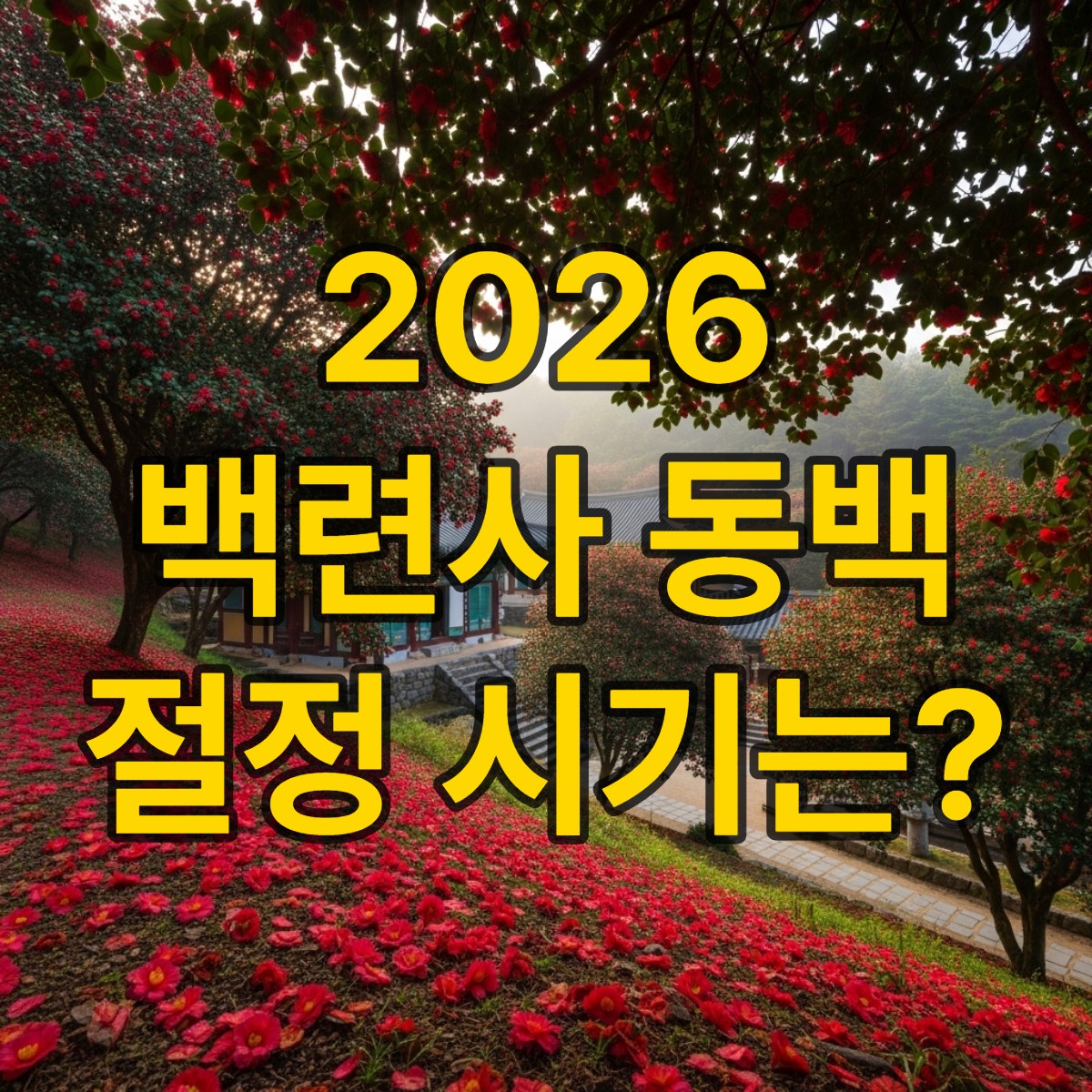 강진 백련사 동백나무 개화시기