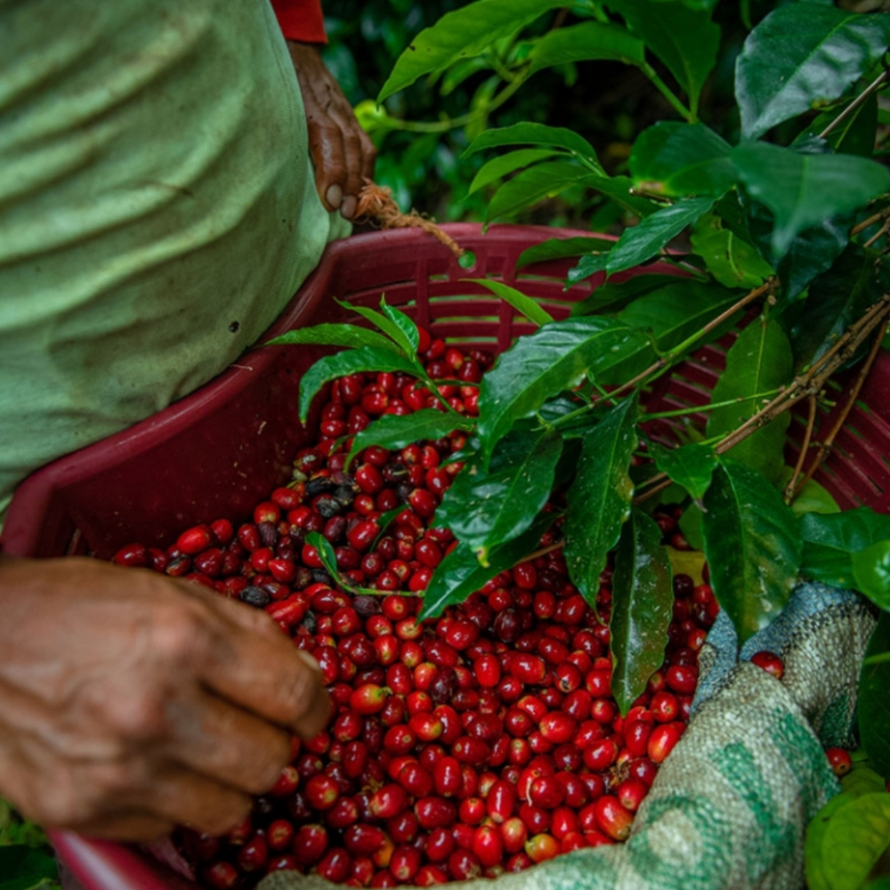 파나마게이샤커피