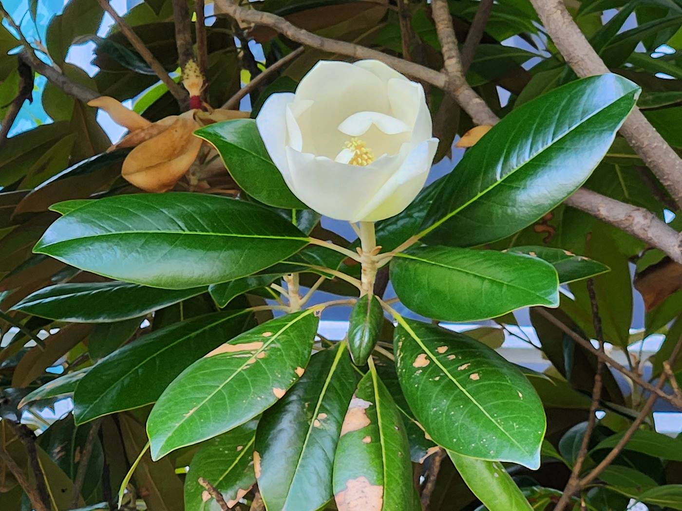 태산목