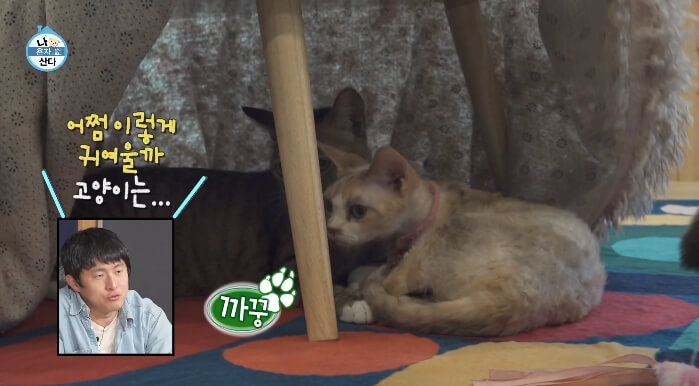 유기묘