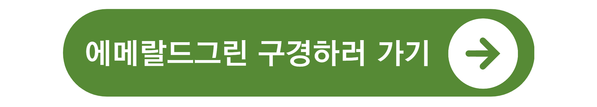측백나무 종류와 가격